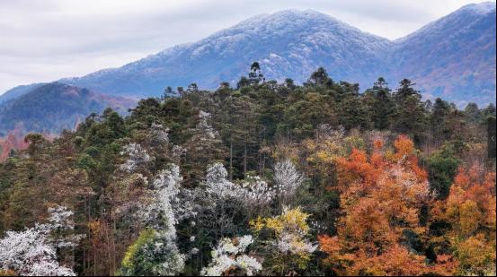 湖南舜皇山：初冬雾凇绘就彩林画卷