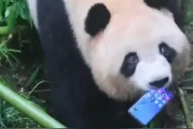 游客手机不慎掉落被大熊猫梅兰捡到，周围游客惊呼“不要吃”，熊猫谷回应图片