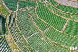 晋宁六街：荷兰豆变身“致富豆”图片