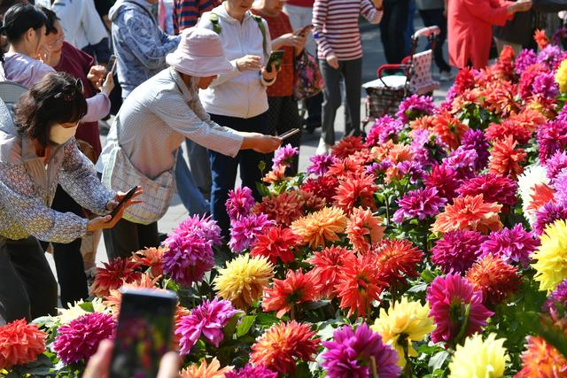 陶然亭公园菊花文化节启幕，空竹、杂技等展演轮番登场