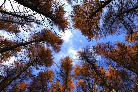 重庆巫山：梨子坪森林公园景美如画
