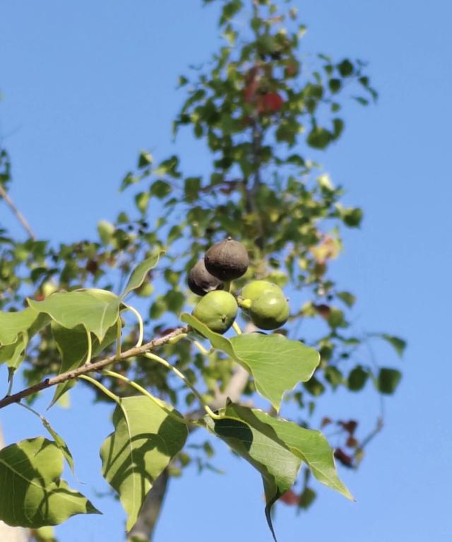 晚潮｜乌桕红时