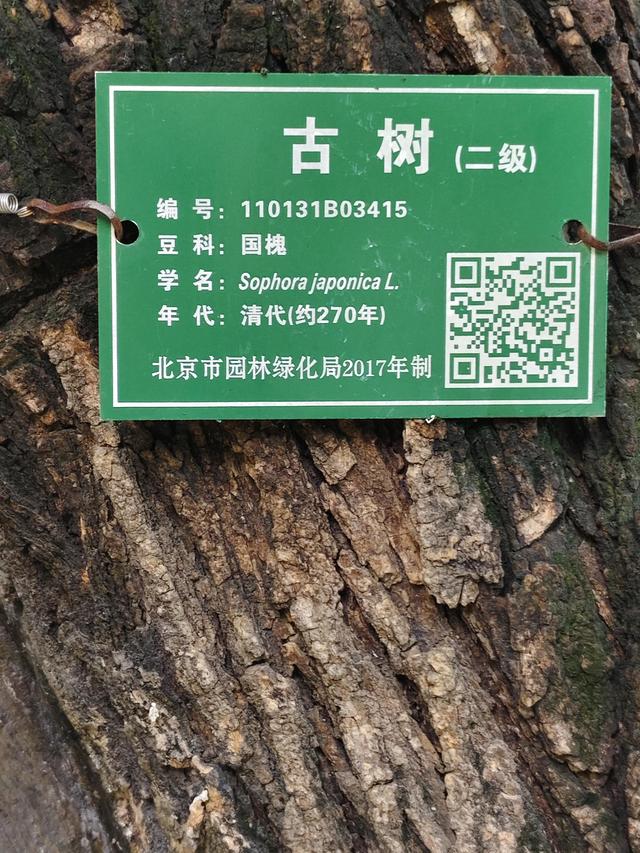 苍苍劲骨！虬枝龙干的天坛古槐欣赏