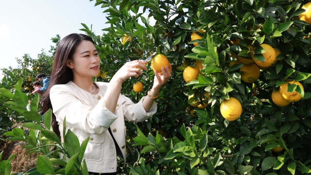 这个周末，来赣州摘脐橙！