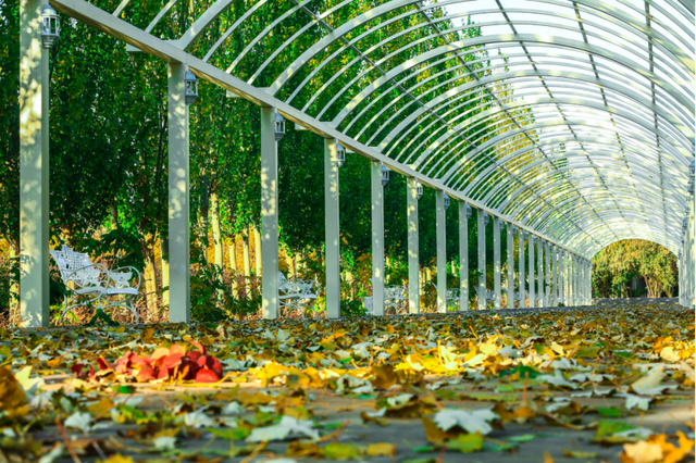 当硬核金川遇上温柔秋天，画面太治愈了！