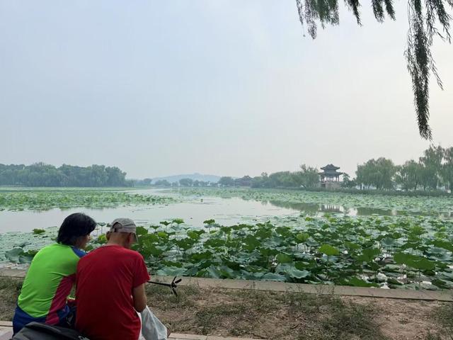 颐和园荷花盛放，赏荷消暑正当时
