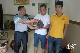 中华穿山甲再度现身韶关乐昌图片