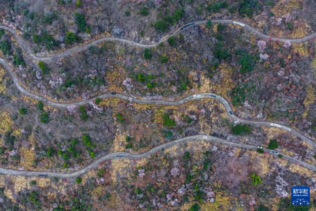 美丽中国丨万亩山花迎春来 山乡美景助共富