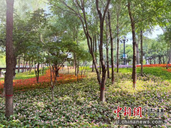 长春市新民大街隔壁有座“宝藏公园”