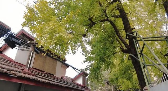 上海中心城区“树龄最长”：700岁古银杏即将迎来最美季