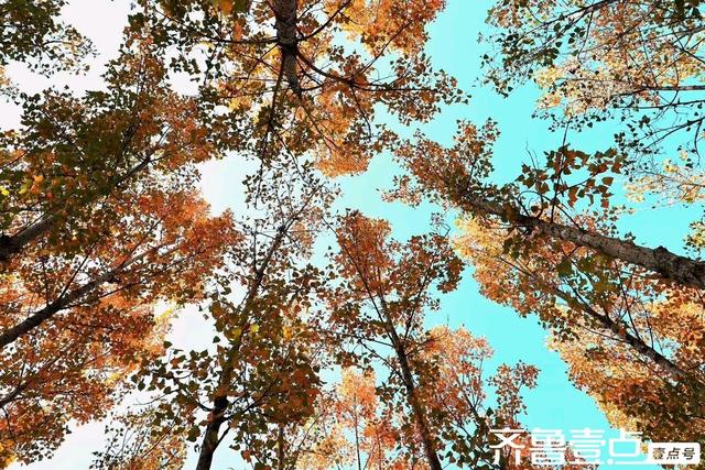 秀山东丨泰安市新泰，‌层林尽染映湖光，初冬绘就多彩画卷