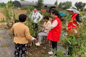 市农科院科学应对高温干旱助菊花增产增效图片