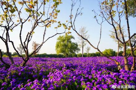 北京海淀这里，“藏”着一片紫色花海！