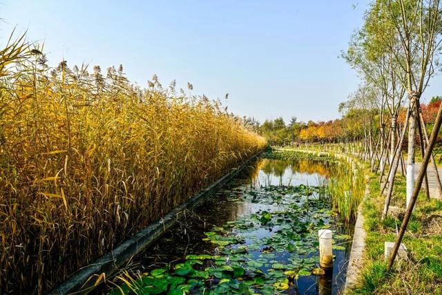 开放啦！副中心醉美秋色等您入画~