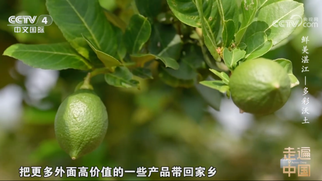 央视镜头下的多彩湛江，以海为媒绘就农文旅融合新图景
