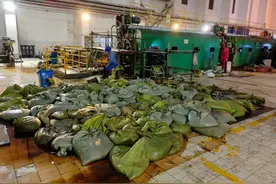 8天抓了126吨！网友支招，浙江一发电厂“海蜇危机”有所缓解图片