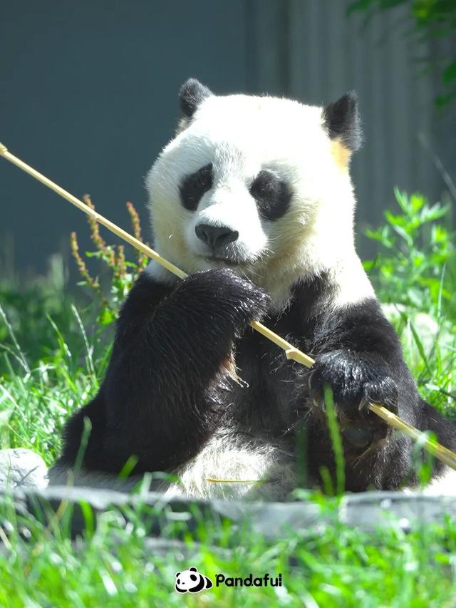 大熊猫搬家！网友：什么时候能去暖房？