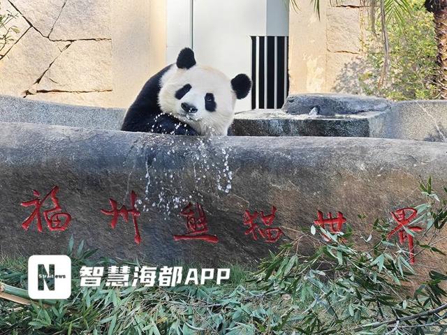 全城“萌动”！福州人的周末，被这5只“滚滚”承包了！