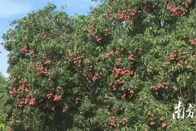 黄糖、食盐、白醋......阳东这个荔枝产业园惊现“厨房配方”图片