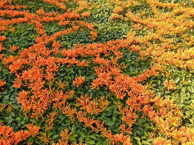 花开如瀑！新会这条“炮仗花廊”美爆了