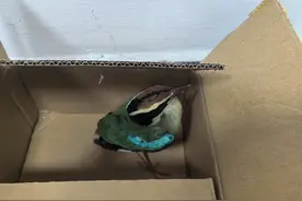 “鸟中仙女”仙八色鸫在崇明被救助，全球不到一万只图片