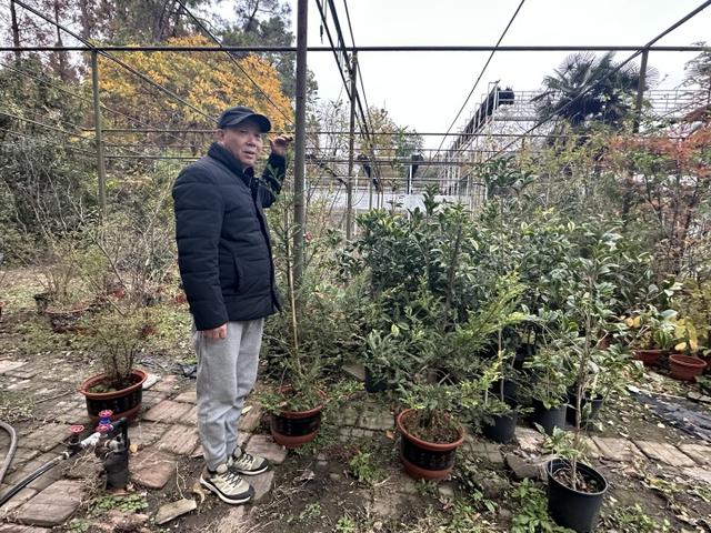 51年前基辛格提议送给中国的那棵红杉树，在杭州植物园里代代延绵