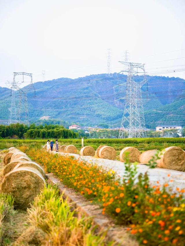杭州的秋,一半都藏在这些村子里!