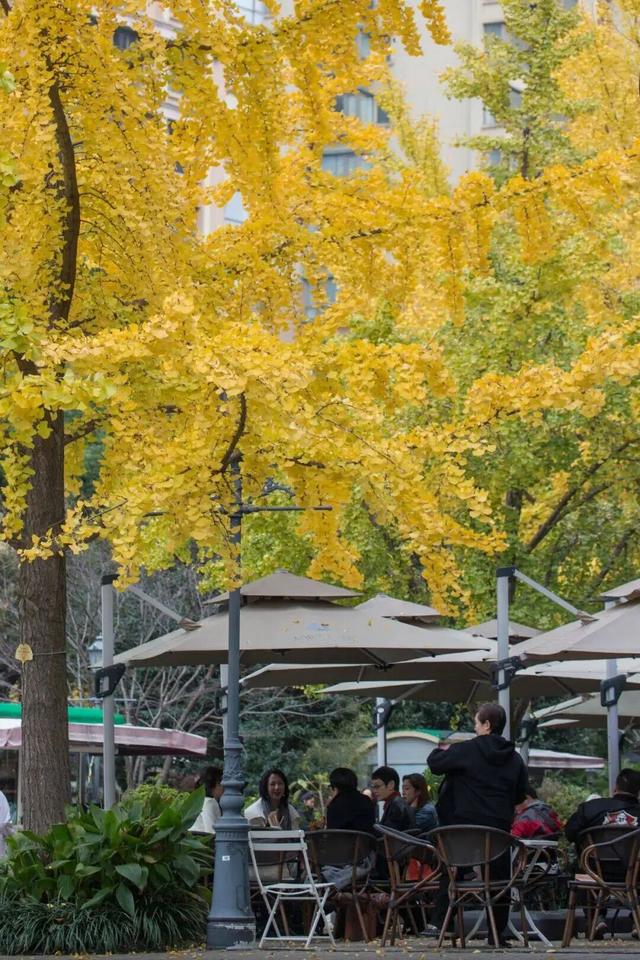 长宁最全银杏打卡点来啦，还有“宁宁”的私藏点位哦～【看“宁”的】