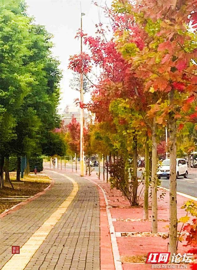 秋游时刻丨这条“双洲西路”，才是安乡秋天真正的颜值担当