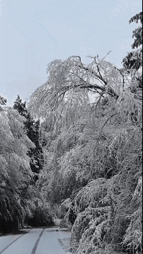 青睐绵阳 ‖ 彩林未尽，大雪已至！初冬的平武美成水墨画卷~