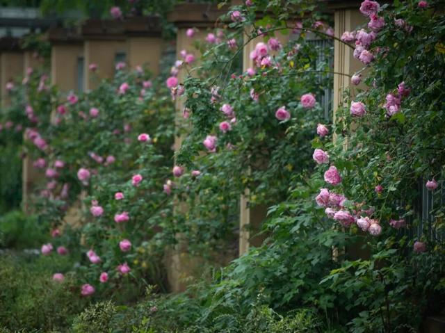 来溧水看“花花世界”