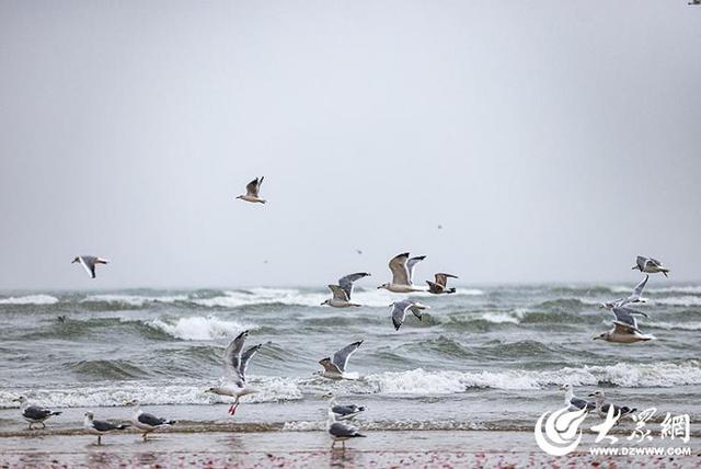 四季予你｜烟台：雪舞海畔，海鸥争涛
