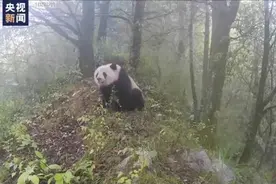 看野生大熊猫“带娃”日常图片