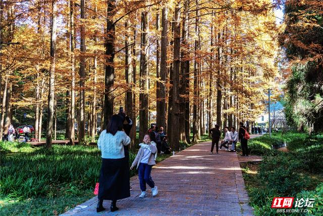 【每日一图@湖南】刷屏预警！靖州排牙山千亩水杉林绝美上线