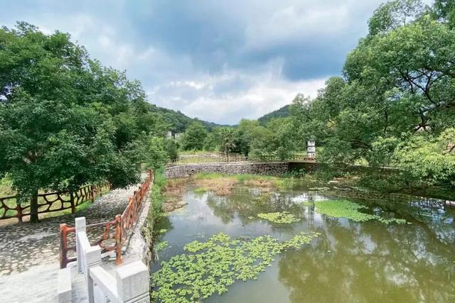 【遂川乡村游】“不去衙前看猛楠，游遍遂川也枉然”附新江古树秘境