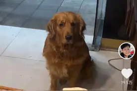 馋嘴金毛每天去锅盔店讨食视频引百万人围观，主人：它是“惯犯”图片