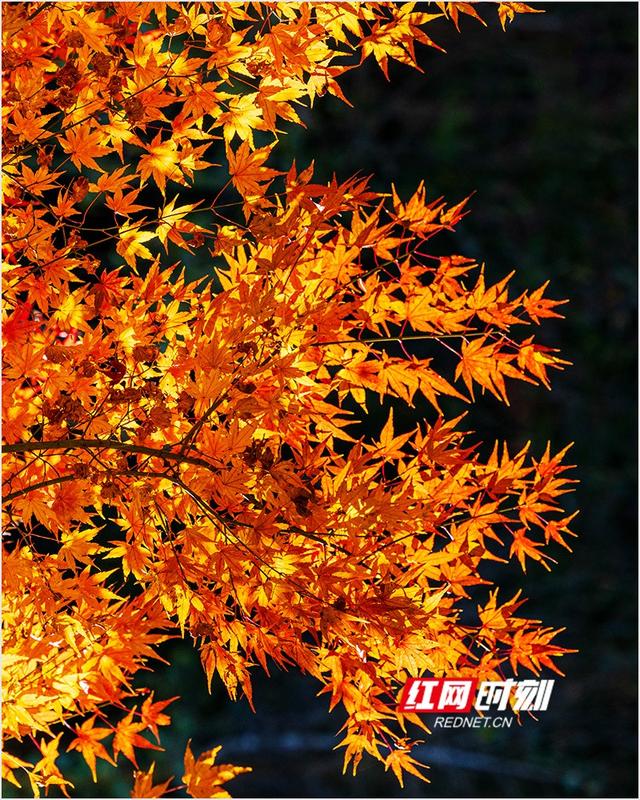 潘华摄影作品：漫步永州蓝山谷 邂逅湘江源头的层林尽染