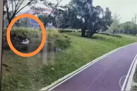 母女公园遭4恶犬围攻！撕咬近3分钟，伤口最深处已见骨！警方介入图片