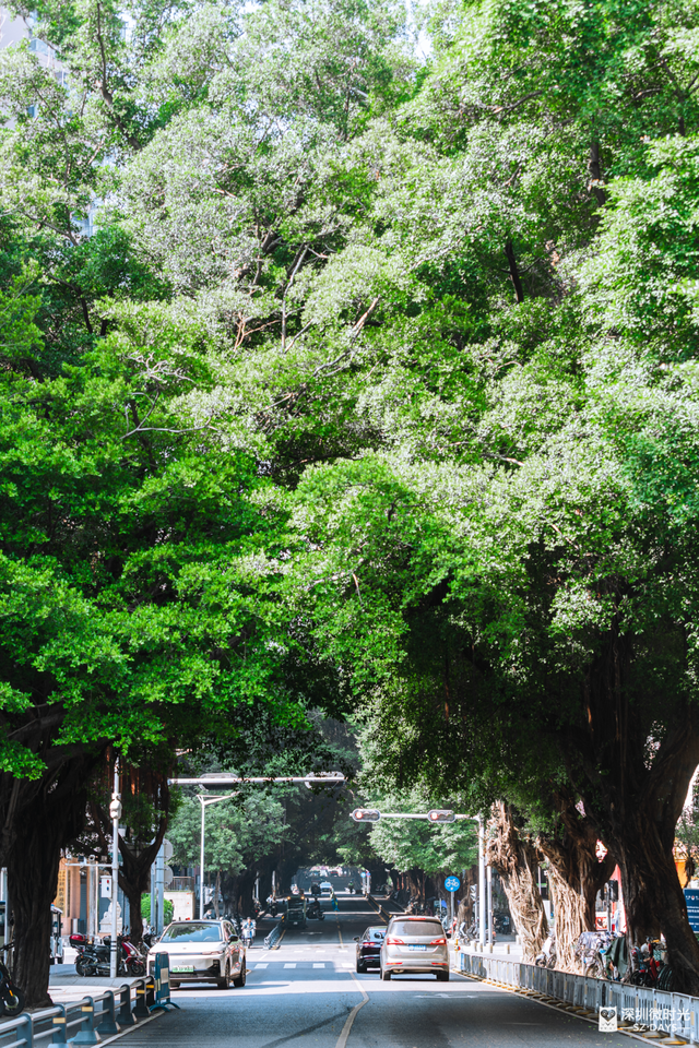 一条荔园路，多少蛇口人的前半生