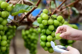 “葡萄界的爱马仕”价格跳水，进口水果国产化之路如何走？图片