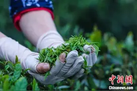 文明遇鉴｜一杯中国茶，氤氲全球文化新风尚图片