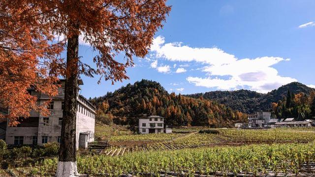 鹤峰：寒日寻秋 一眼尽染