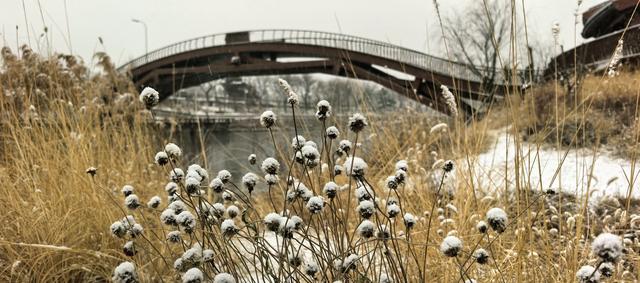 清河之洲，在河之洲看雪景！