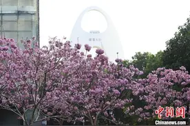 广东广州：紫花风铃木盛放图片