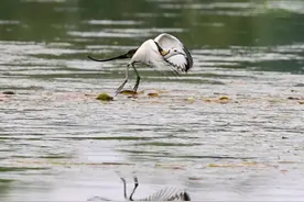 美丽优雅的水雉鸟图片