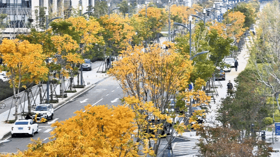 葛店这条“黄金大道”再不看就晚了！