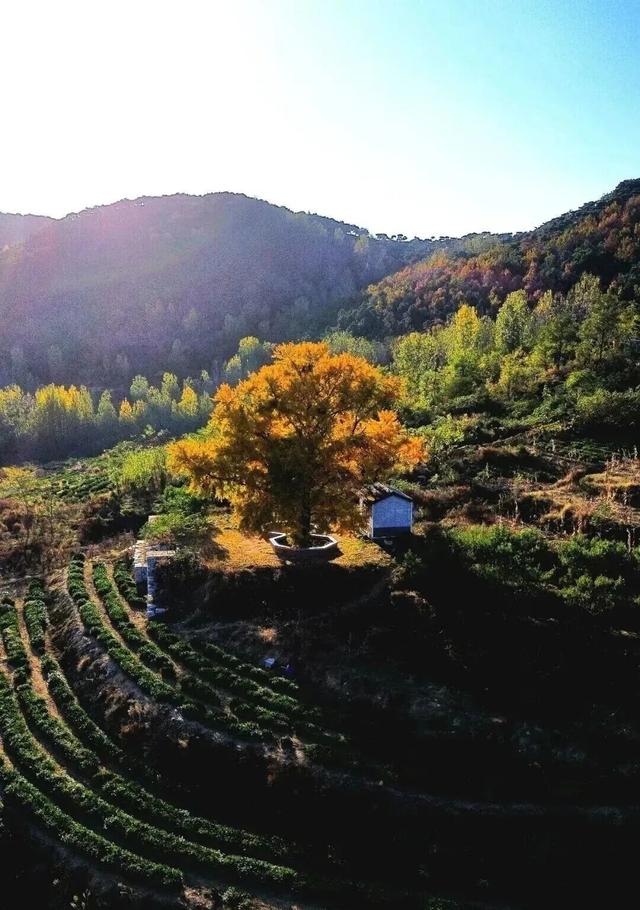 后村！真好看！赶紧转起来……