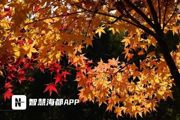 九峰村红枫银杏交织成画，成福州人周末游新宠