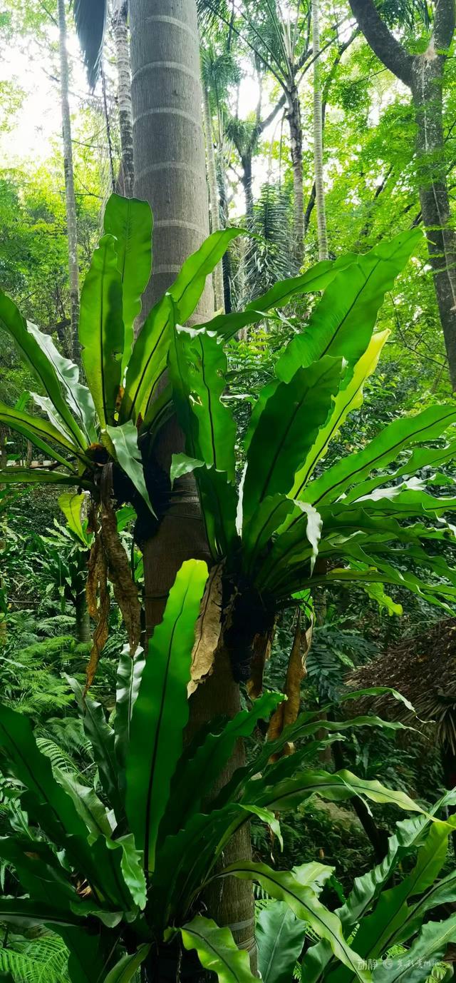 野性贵州 有问必答丨长得像鸟巢，可食用和做药……
