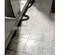 网传浙江一村庄多条眼镜蛇被放生，当地消防：抓得差不多了图片